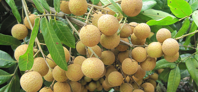 凤大晚香龙眼新品种